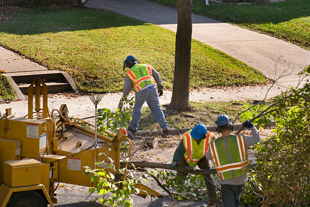 Tree Root Removal in Redfield, SD